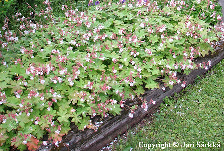 Geranium macrorrhizum 'Spessart' tuoksukurjenpolvi